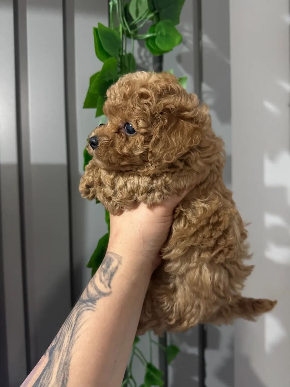 Poodle Toy red macho   - Foto 4