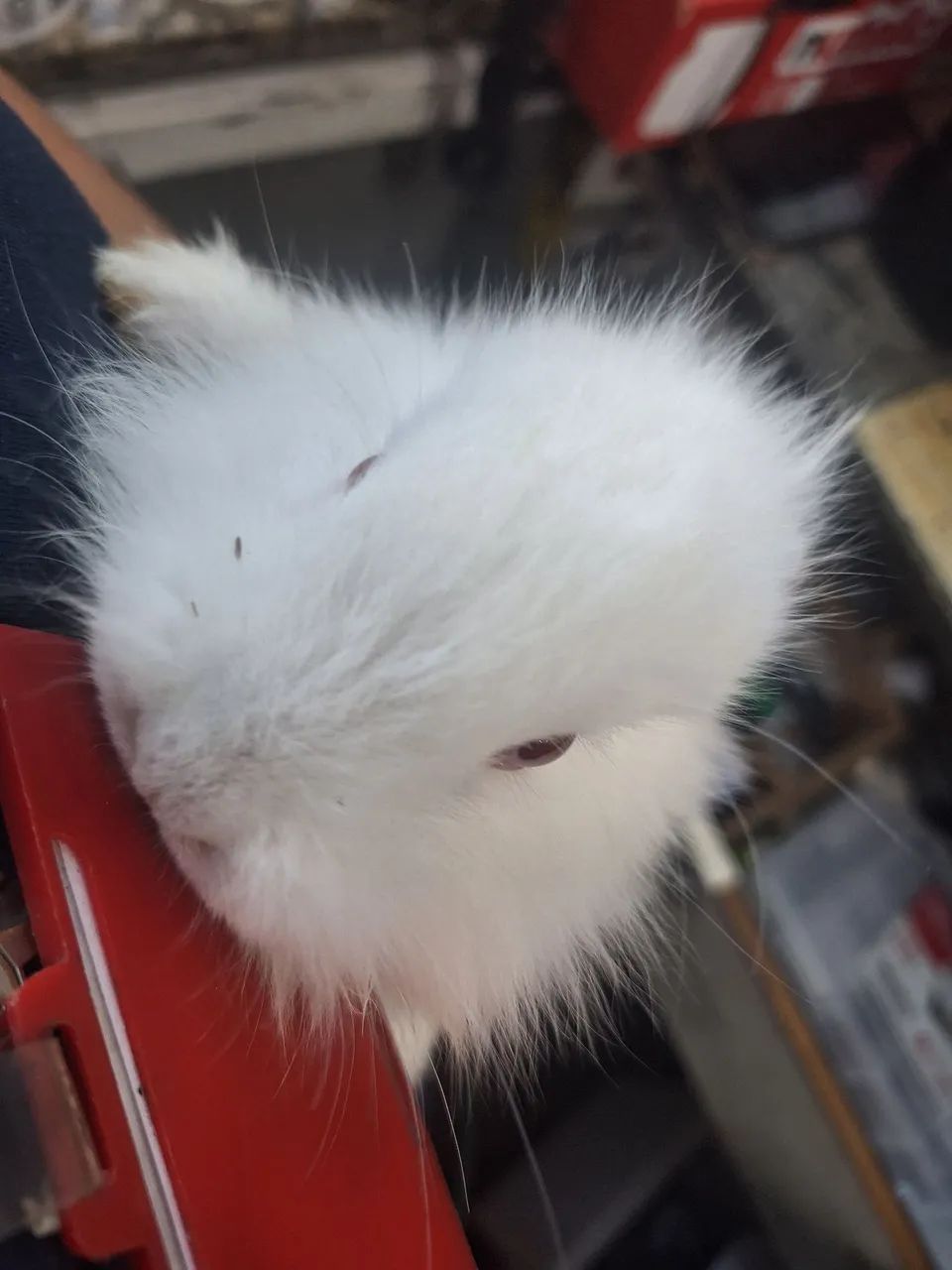 Coelhos  - Foto 4