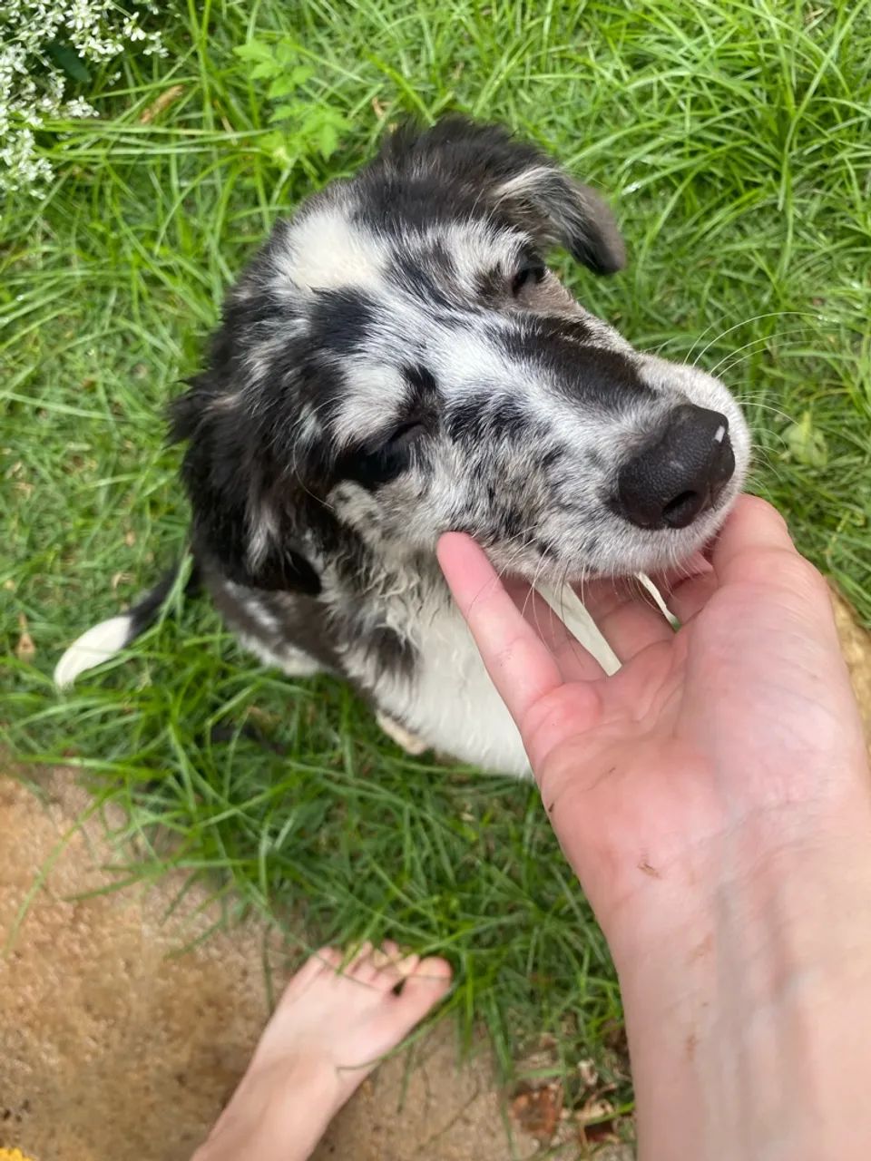 Border collie  - Foto 4