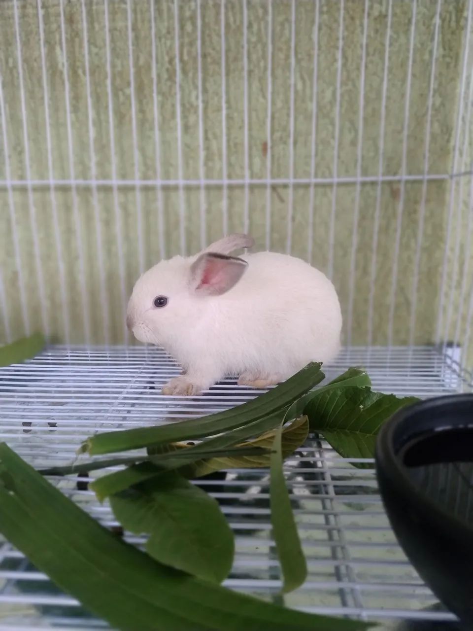 Mini Coelho 