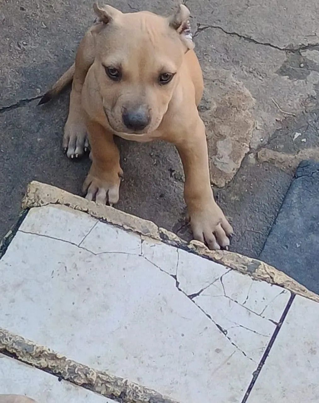 Pit monsters com 2 meses disponíveis  - Foto 2