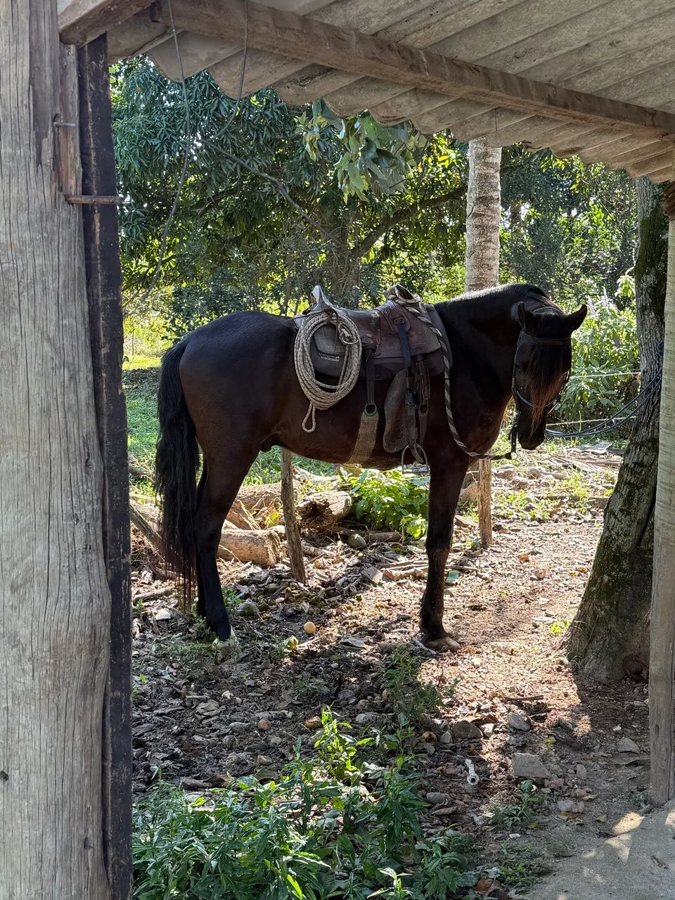 Mangalarga marchador  - Foto 3