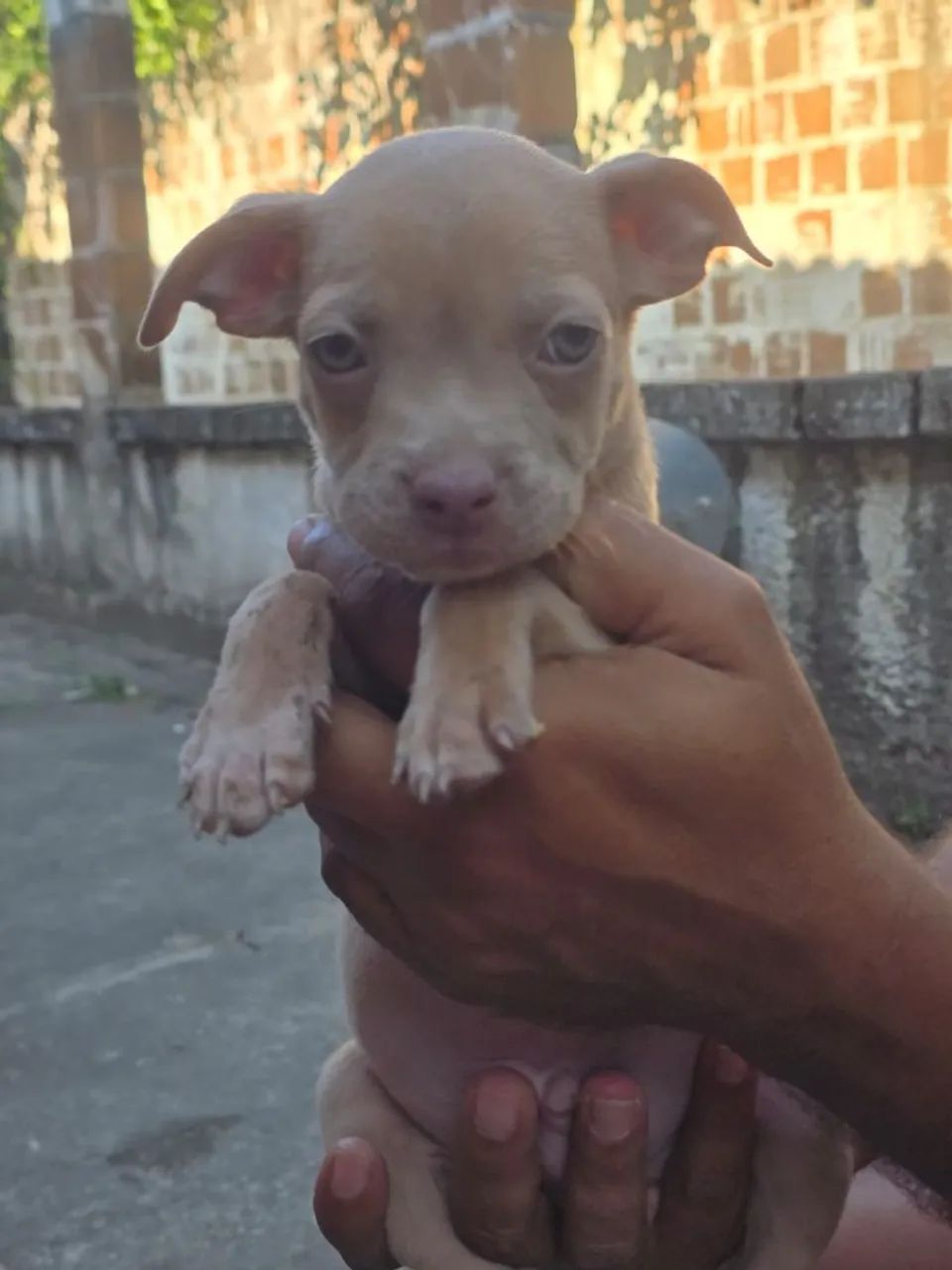 Filhotes de cachorro  - Foto 2