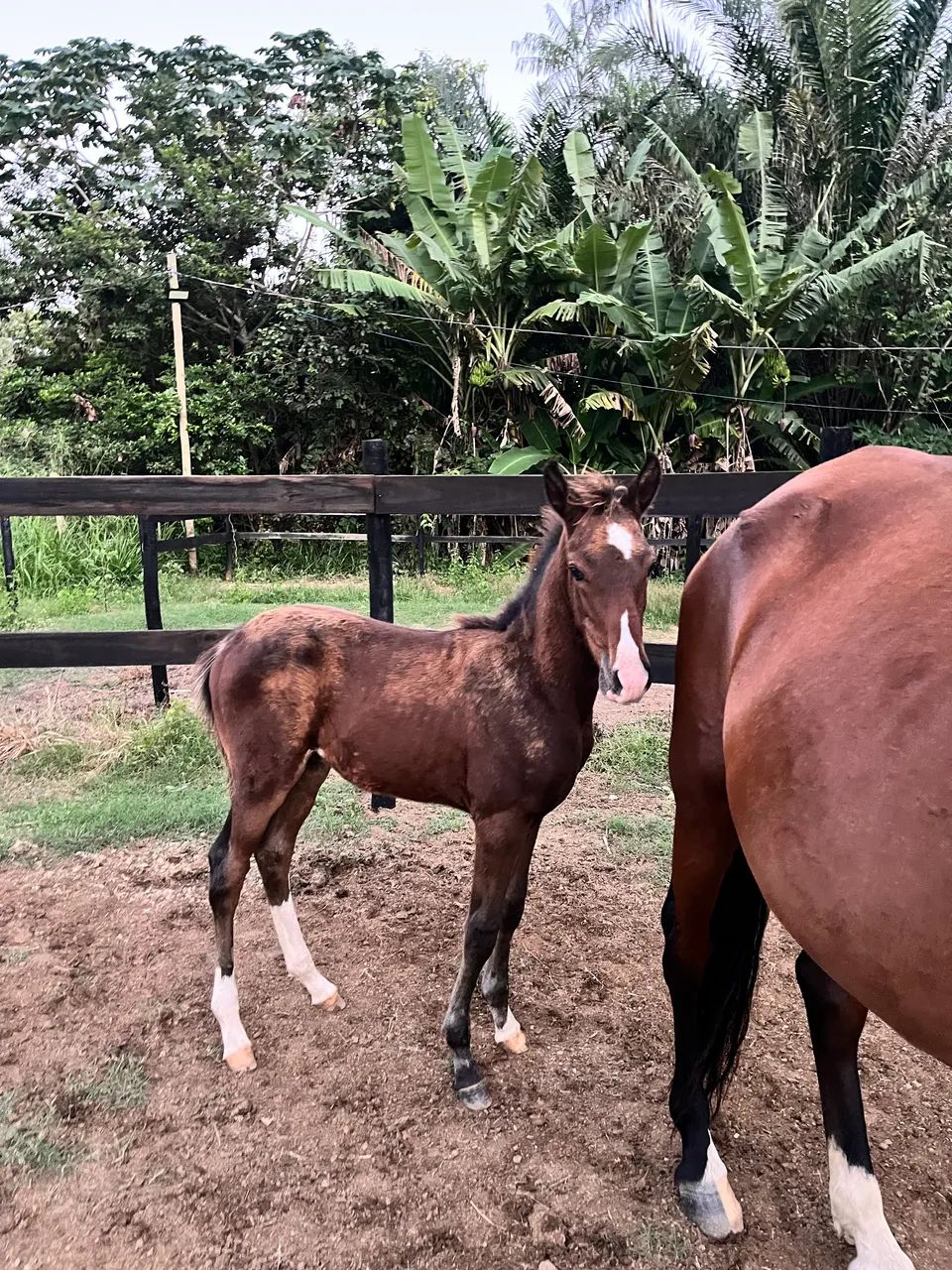 Potro Mangalarga Marchador Registrado