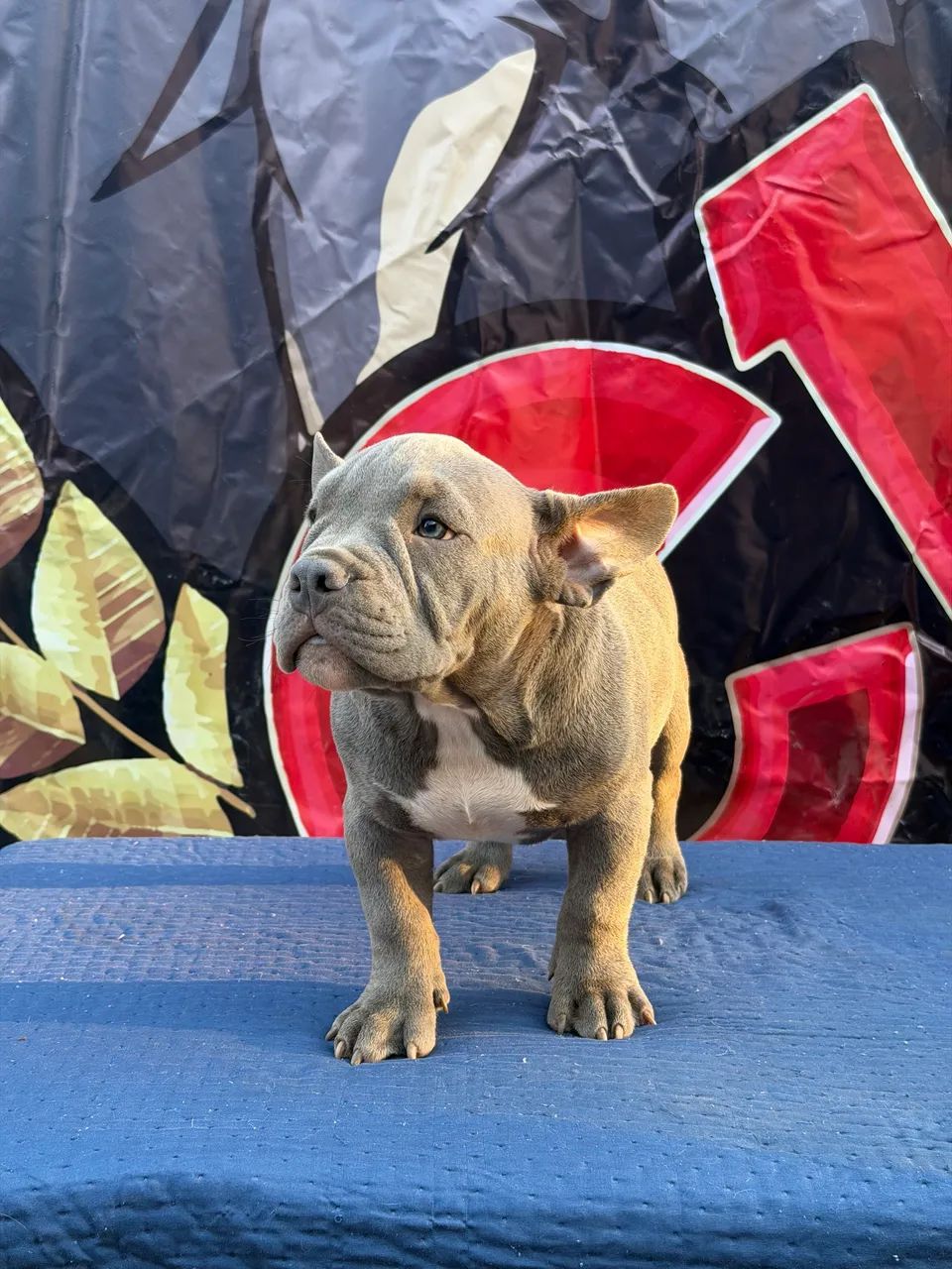 American Bully Micro Exótico 
