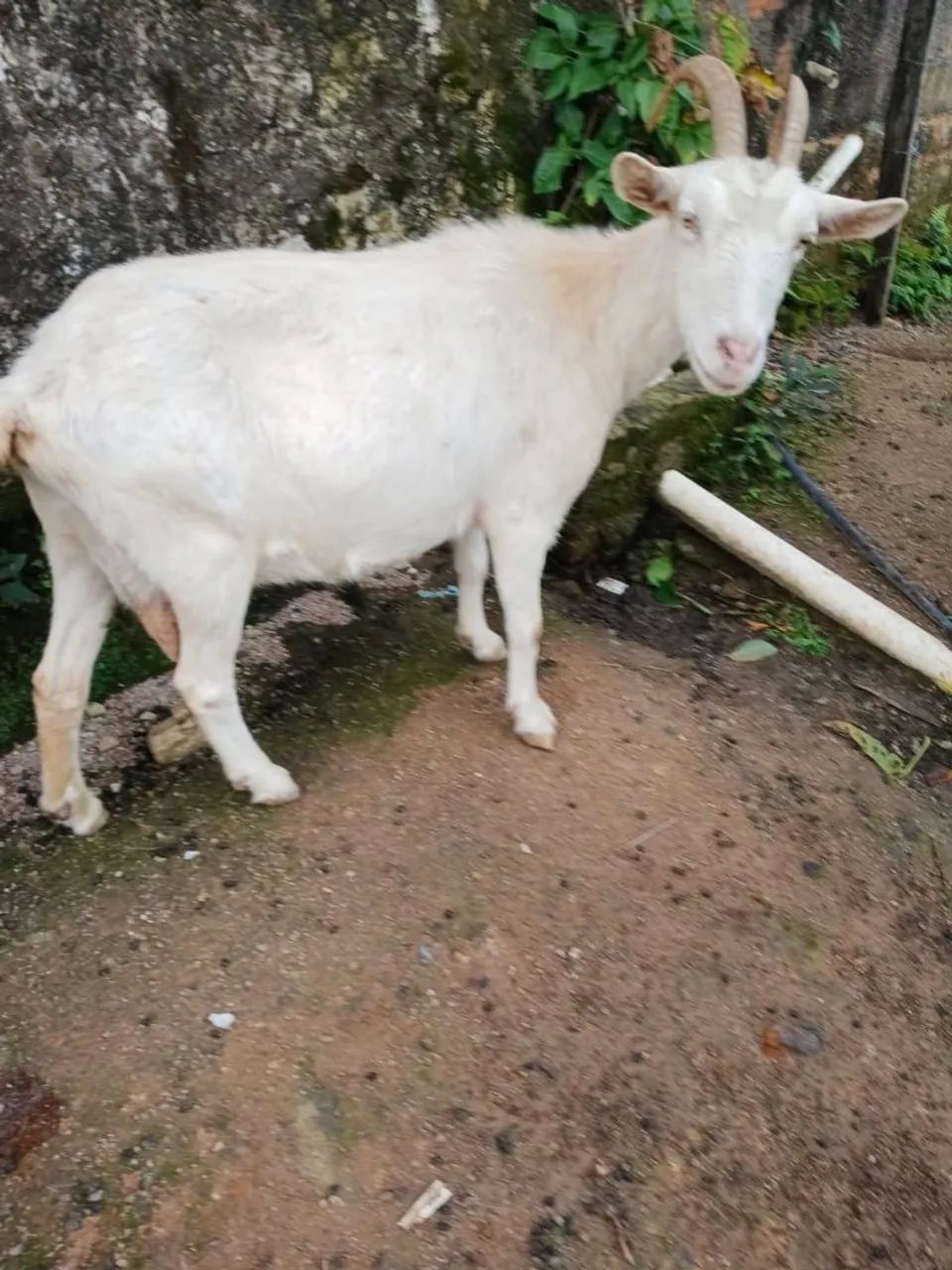 Vende 2 Cabra saanen Com Cria  as duas por 2300 reais - Foto 3