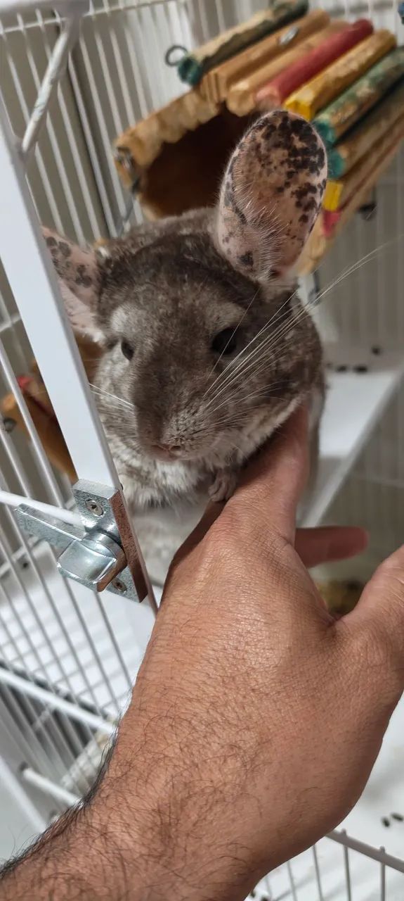 Chinchila 