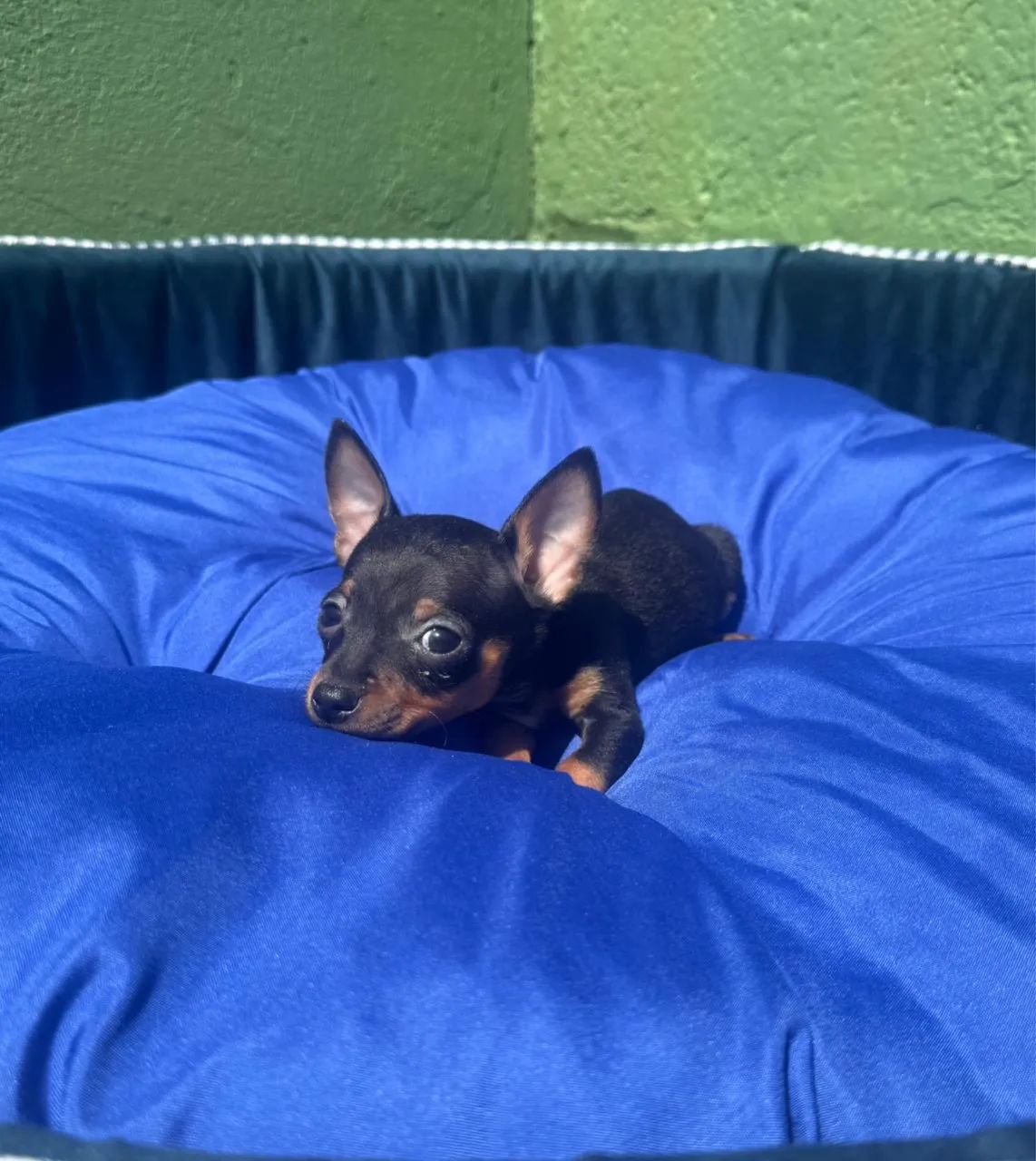 Pinscher machos - Foto 2