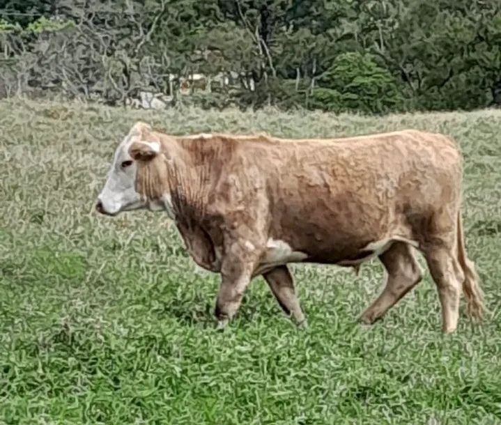 Último lote de Bois disponível  - Foto 2