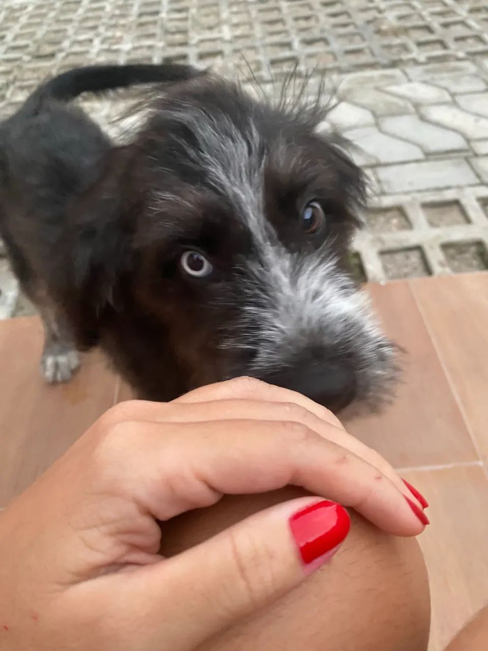 Cachorra para adoção  - Foto 3