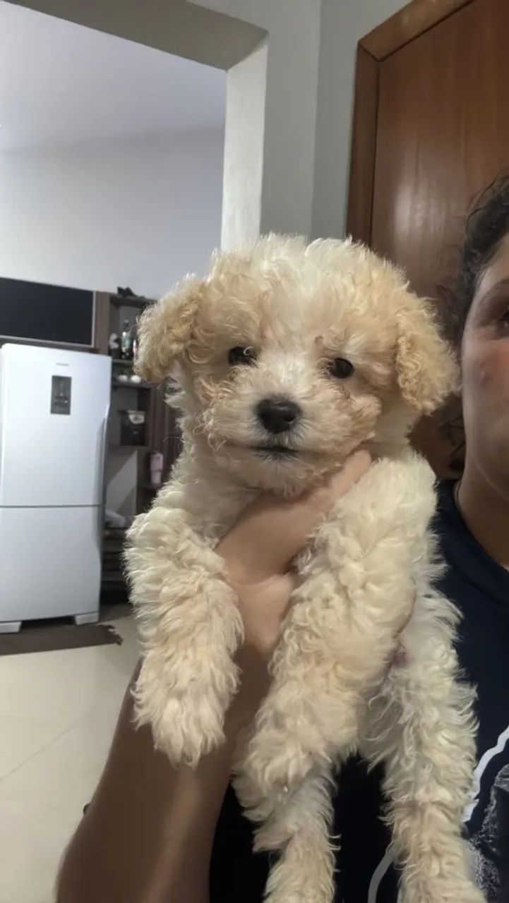 Poodle toy  - Foto 5