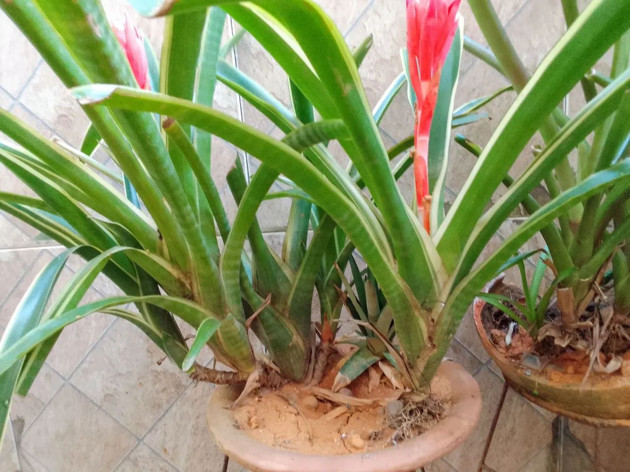 Planta: Bromélia variegata (Neoregelia ou Aechmea) - Foto 2