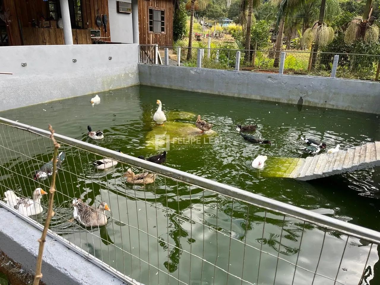Chácara em Rio do Alho - Major Gercino, SC - Foto 5