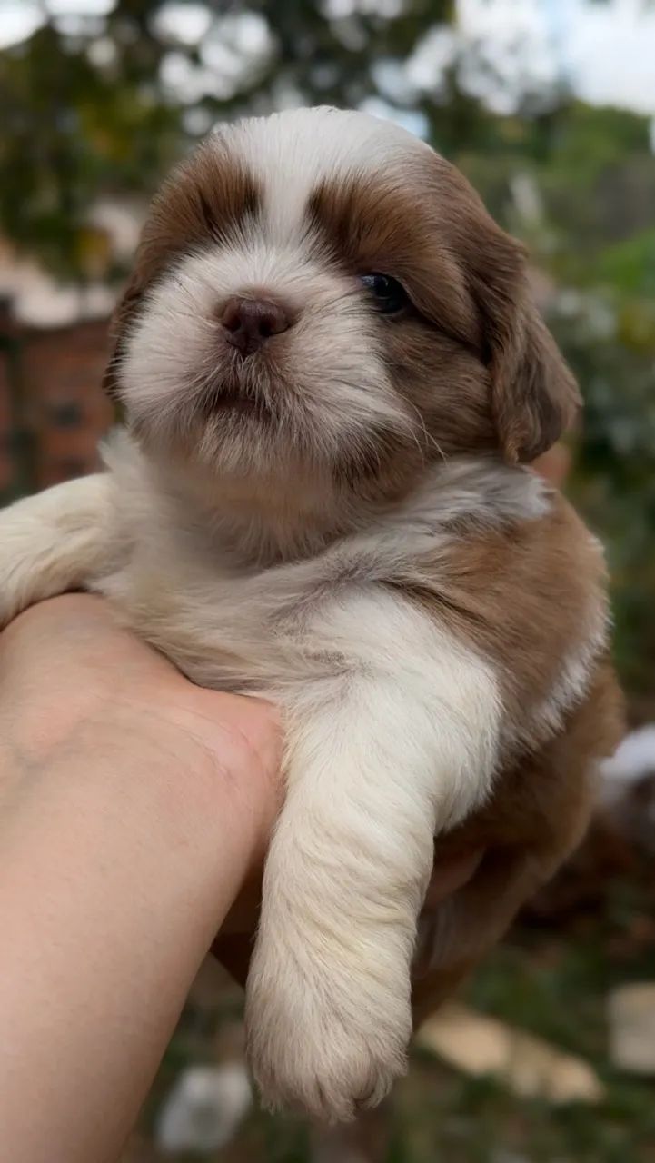 Shih-tzu macho  - Foto 2