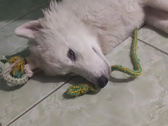 Busco macho para a minha cachorrinha  - Foto 3
