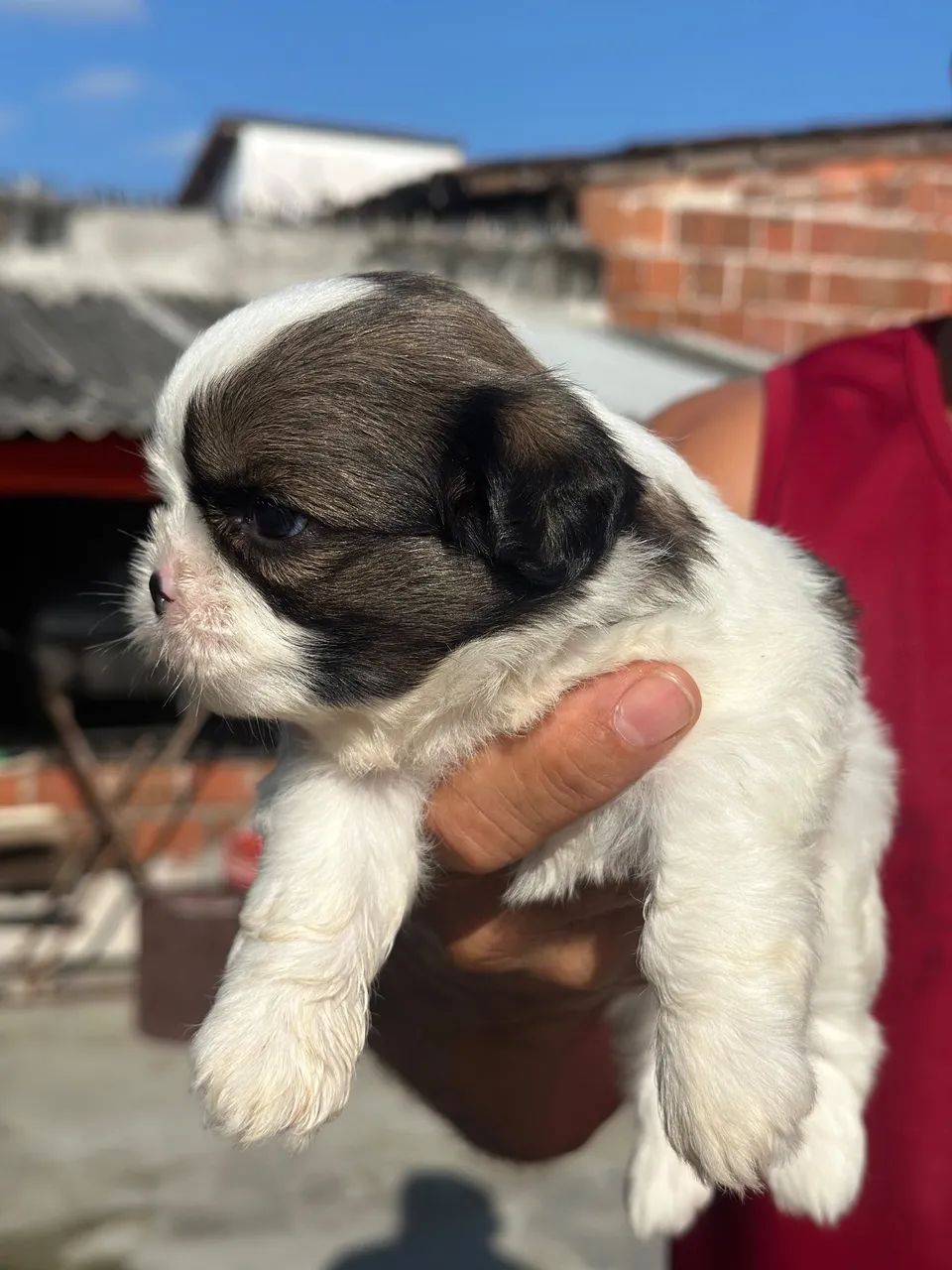 Shih tzu  - Foto 2