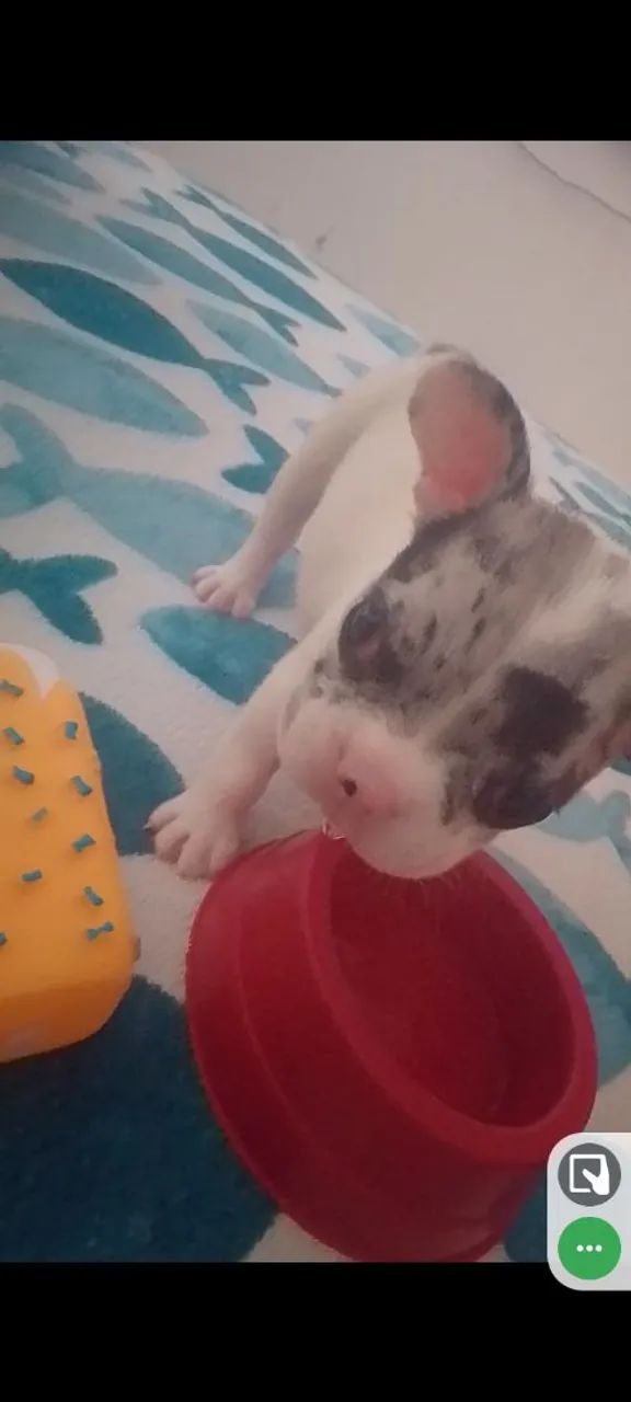 Bulldog francês merle - Foto 5