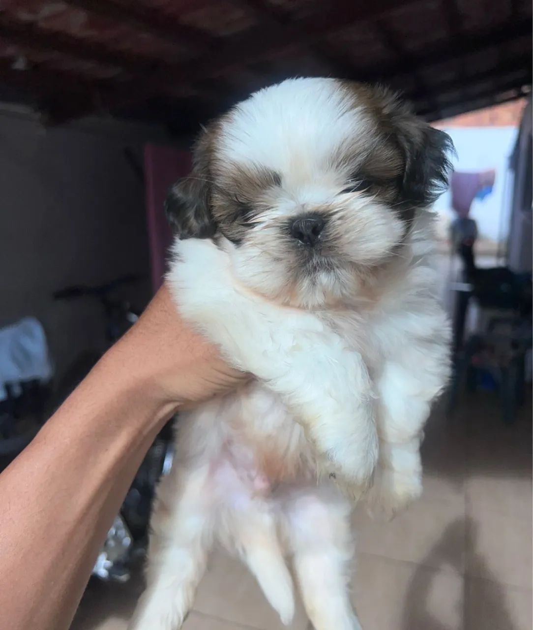 Shitzu macho  - Foto 3