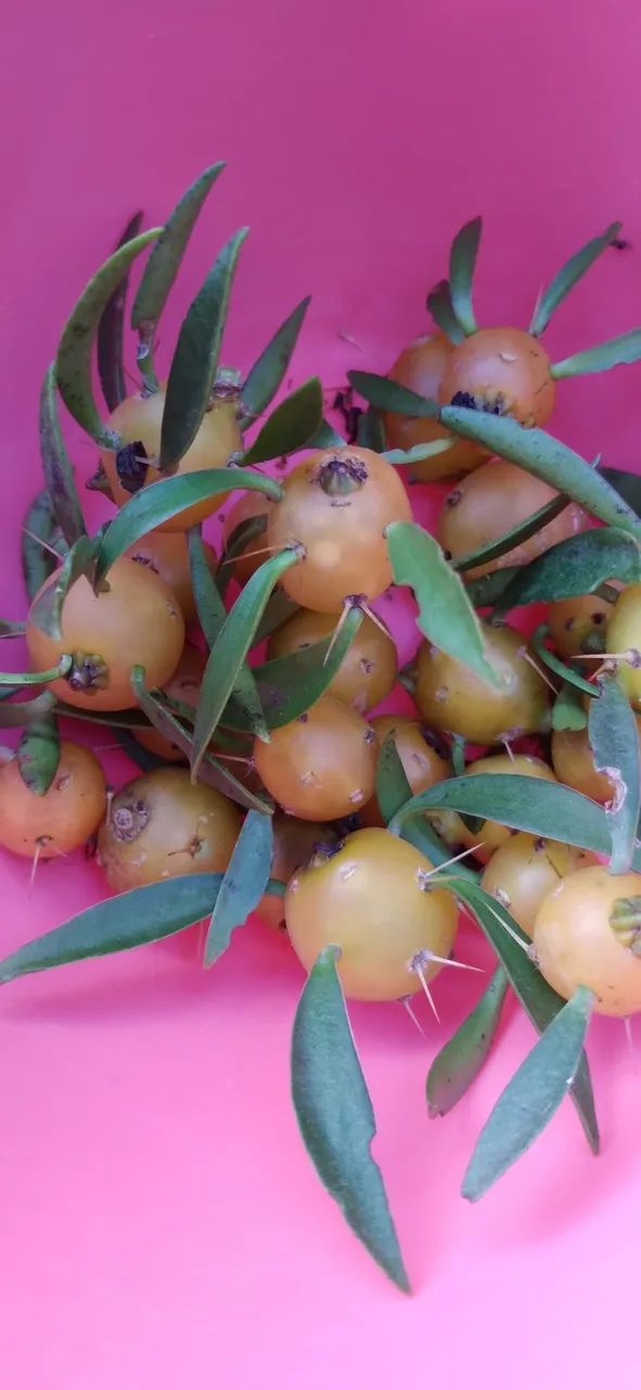 Frutos de Ora-pro-nóbis