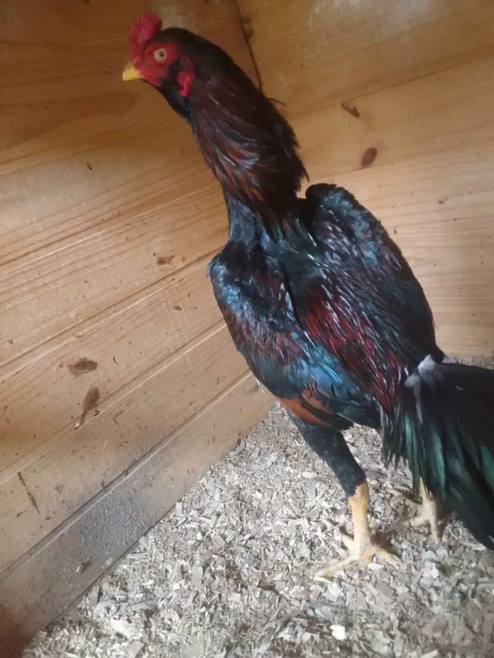 Vendo 6 frangos índio  - Foto 4