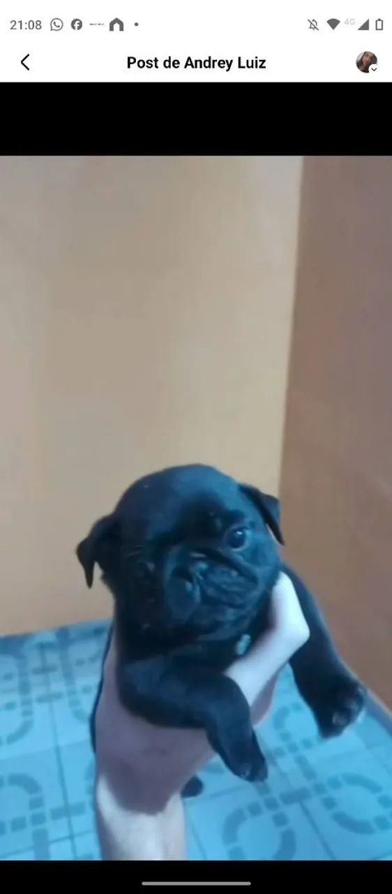Pug  - Foto 3