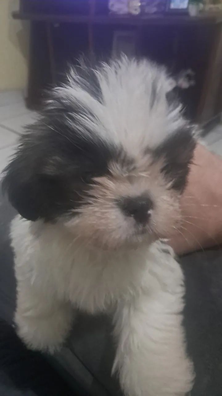 Bebê shitzu 55 dias macho - Foto 2