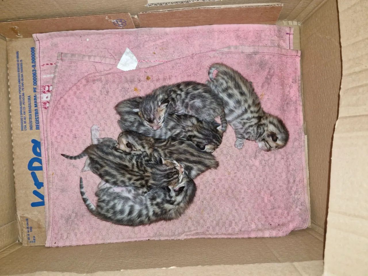 Bengal  - Foto 2