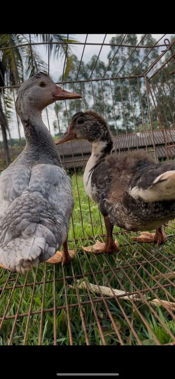 Casal de patos - Foto 3