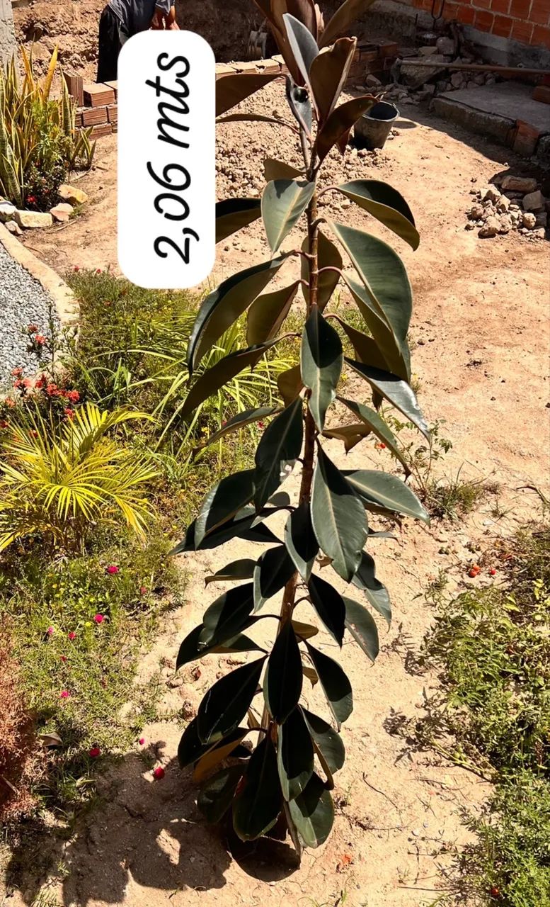 Planta - Fícus Elástica com 2,06mts.  - Foto 3