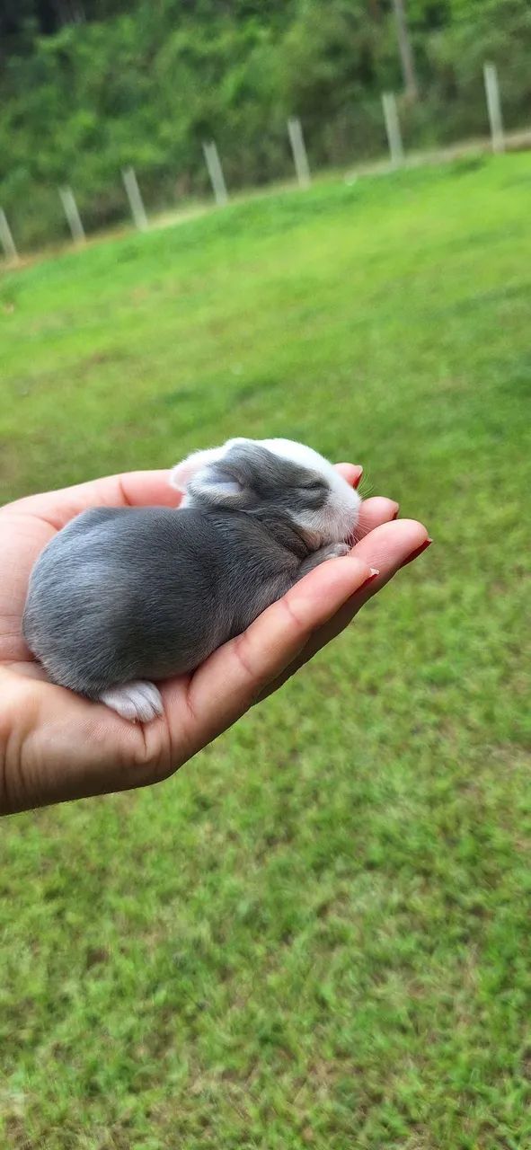 Mini rabbit Netherland Dwarf65171893374466123