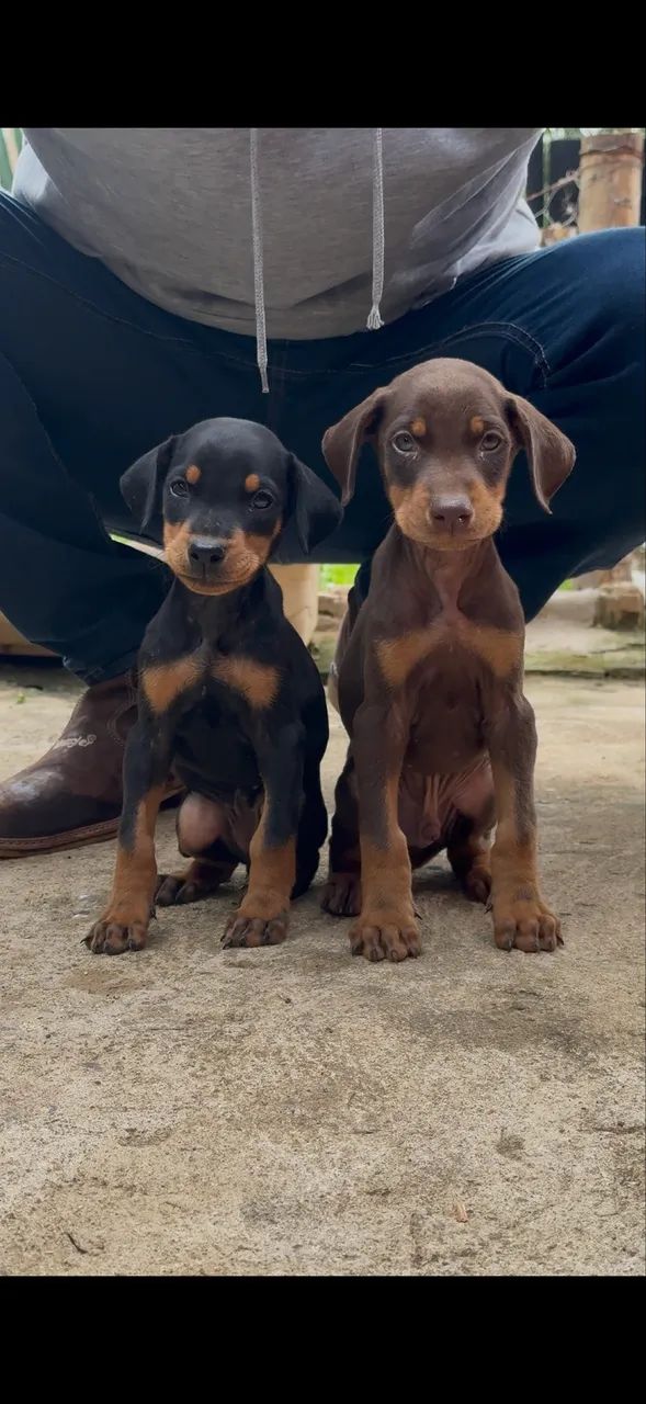 Filhote de Doberman - Foto 2