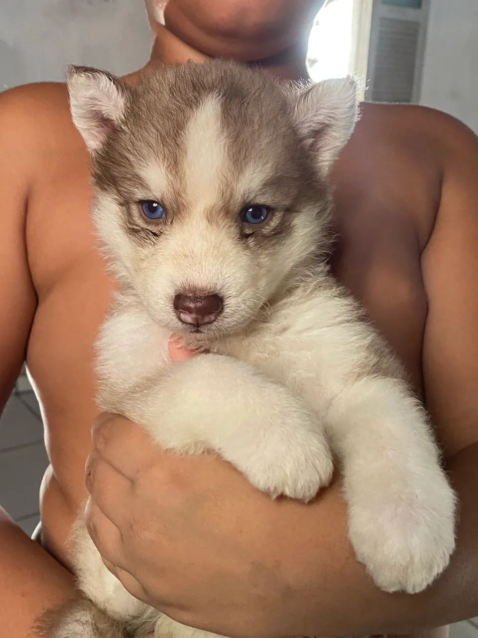 husky siberiano - Foto 3