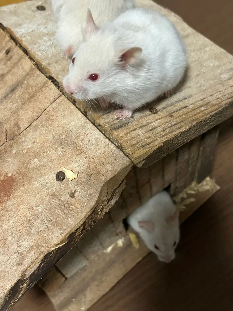 Hamster Sírio  - Foto 2