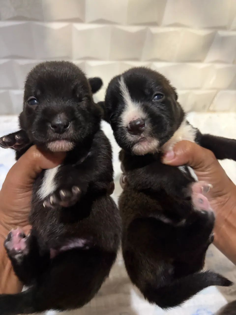 Cachorros para adoção - Foto 4