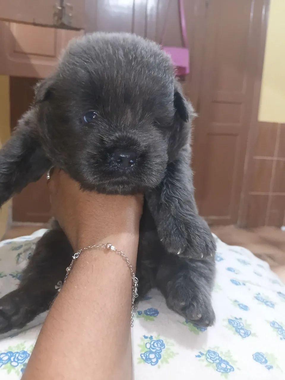 Vendo filhote de chow chow cinza raro
