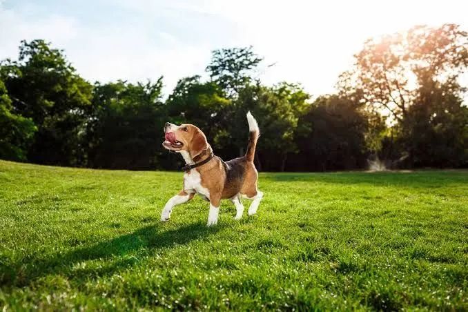 Passeio com cachorros!