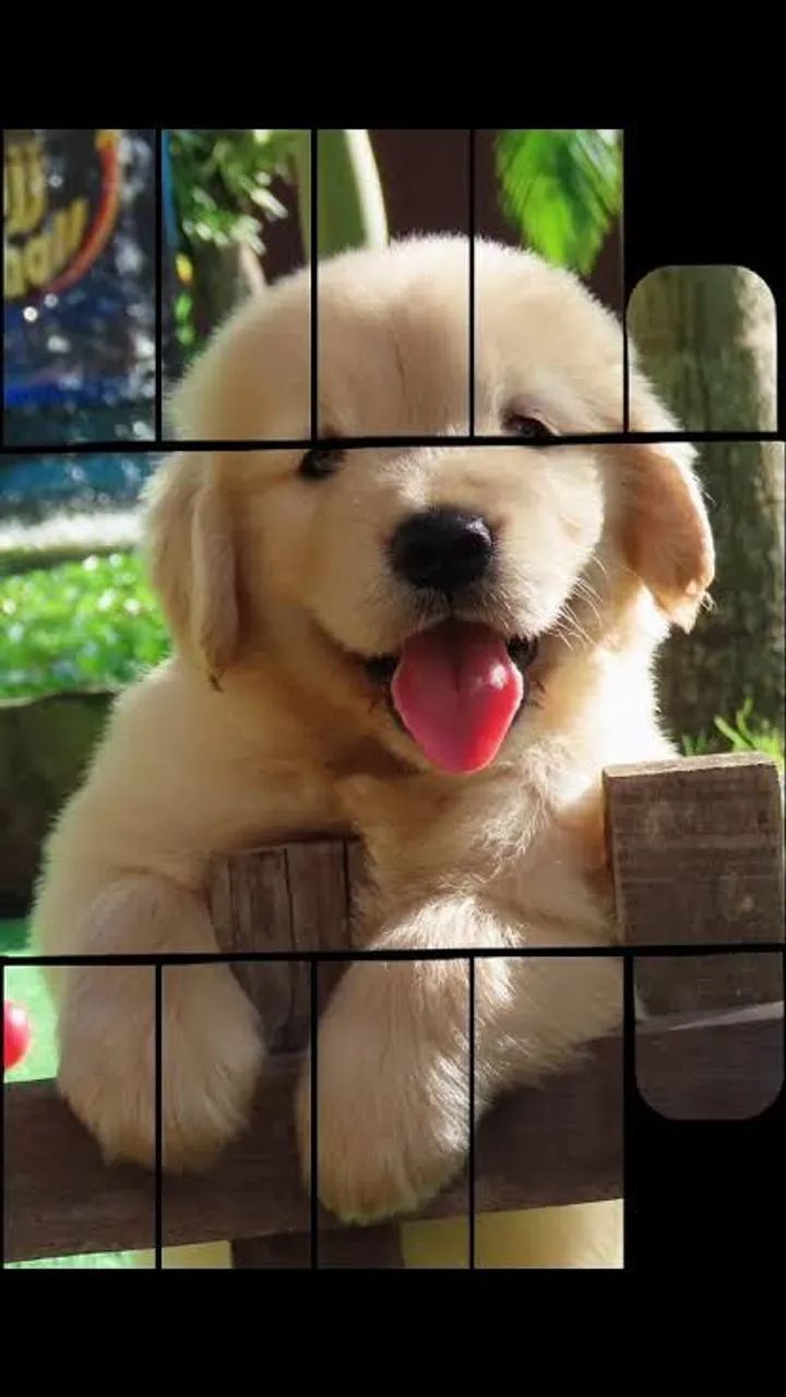 Golden Retriever filhotes fêmeas