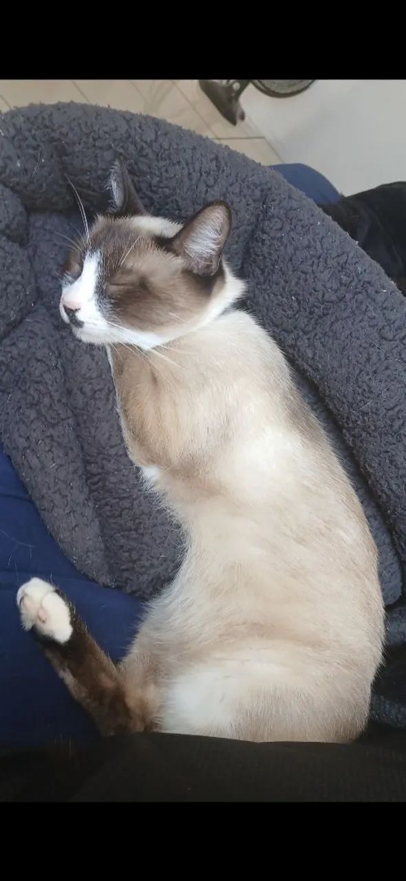 Doa-se uma gata - Foto 2