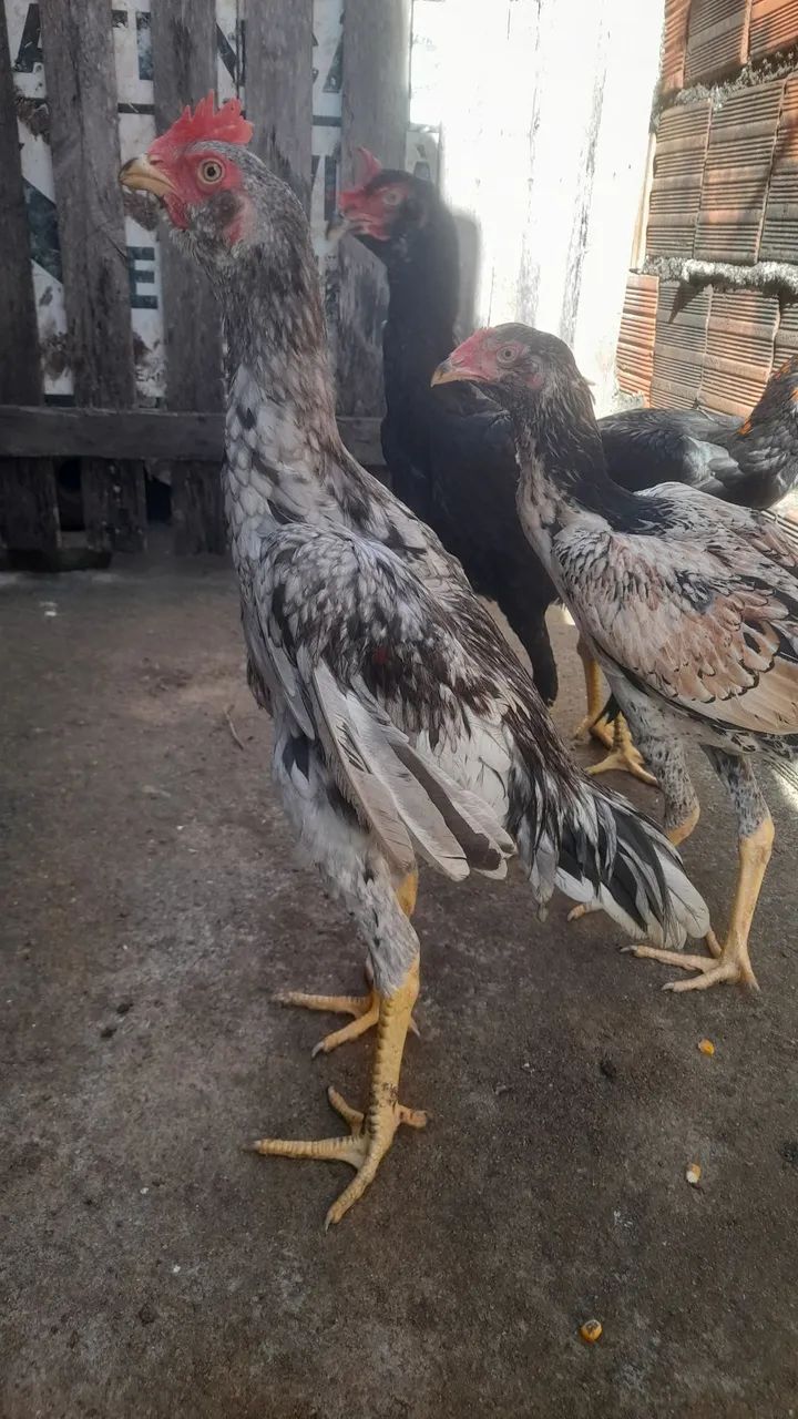 VENDO - Foto 4