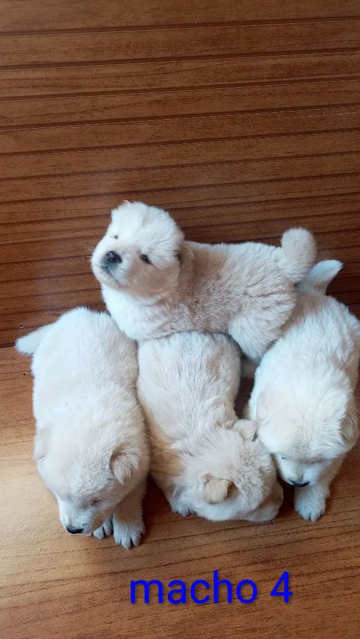 Cachorro  - Foto 5