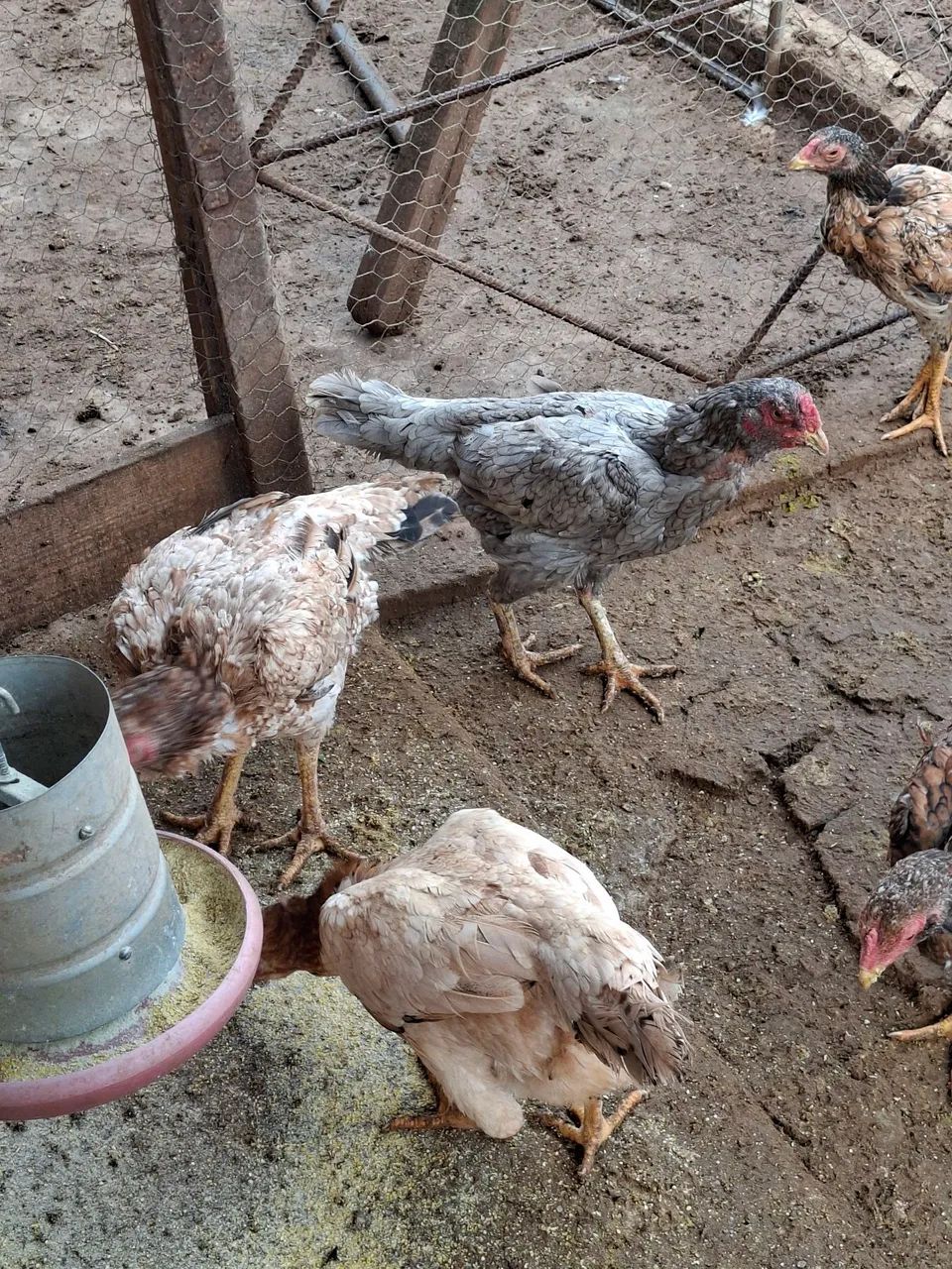 Ovos Frango e pintinho com genética costeiro  - Foto 3