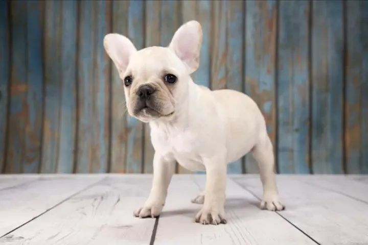 Bulldog frances compactos e adoraveis 
