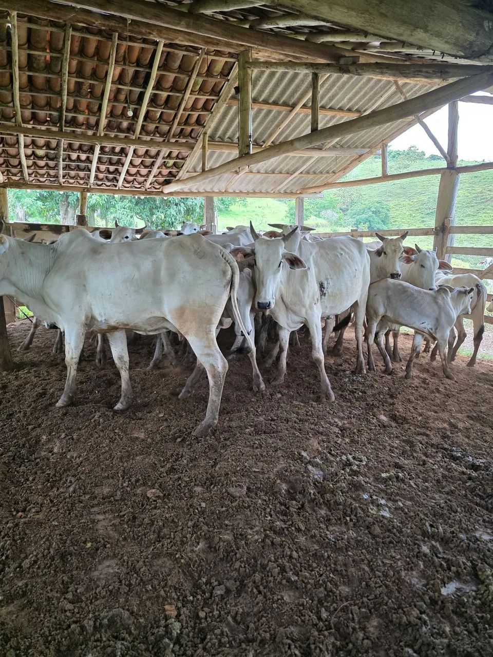 20 bezzeras nelore a venda  - Foto 3