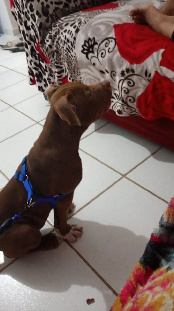 Vende se pit Bull 
