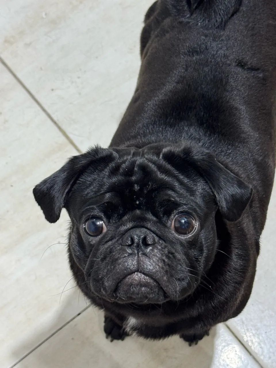 Pug macho  - Foto 2