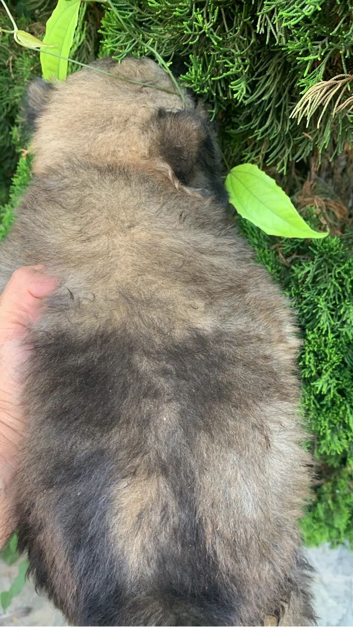 Filhotes de Chow Chow  - Foto 6