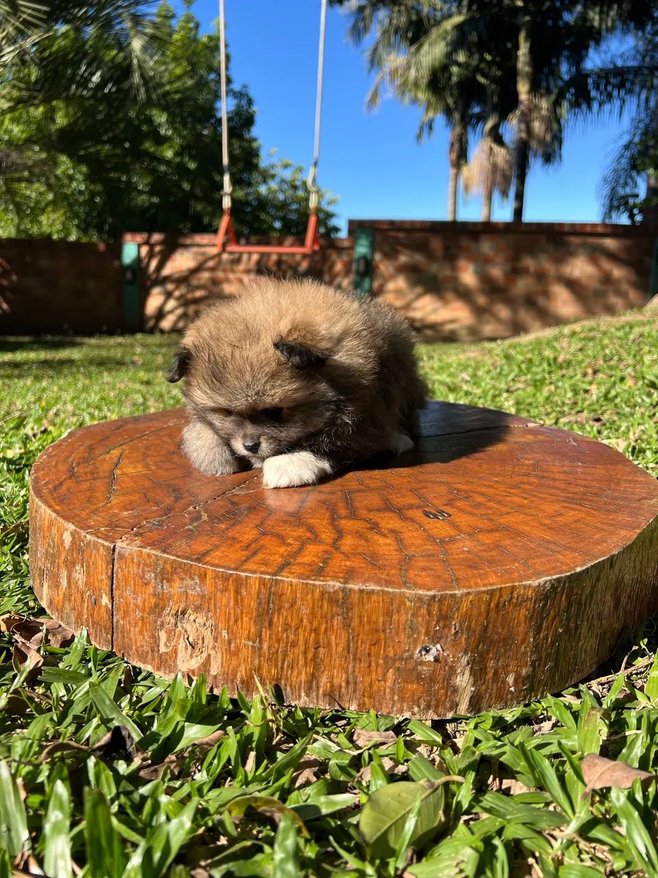 Spitz Alemão - Machinho - Foto 4