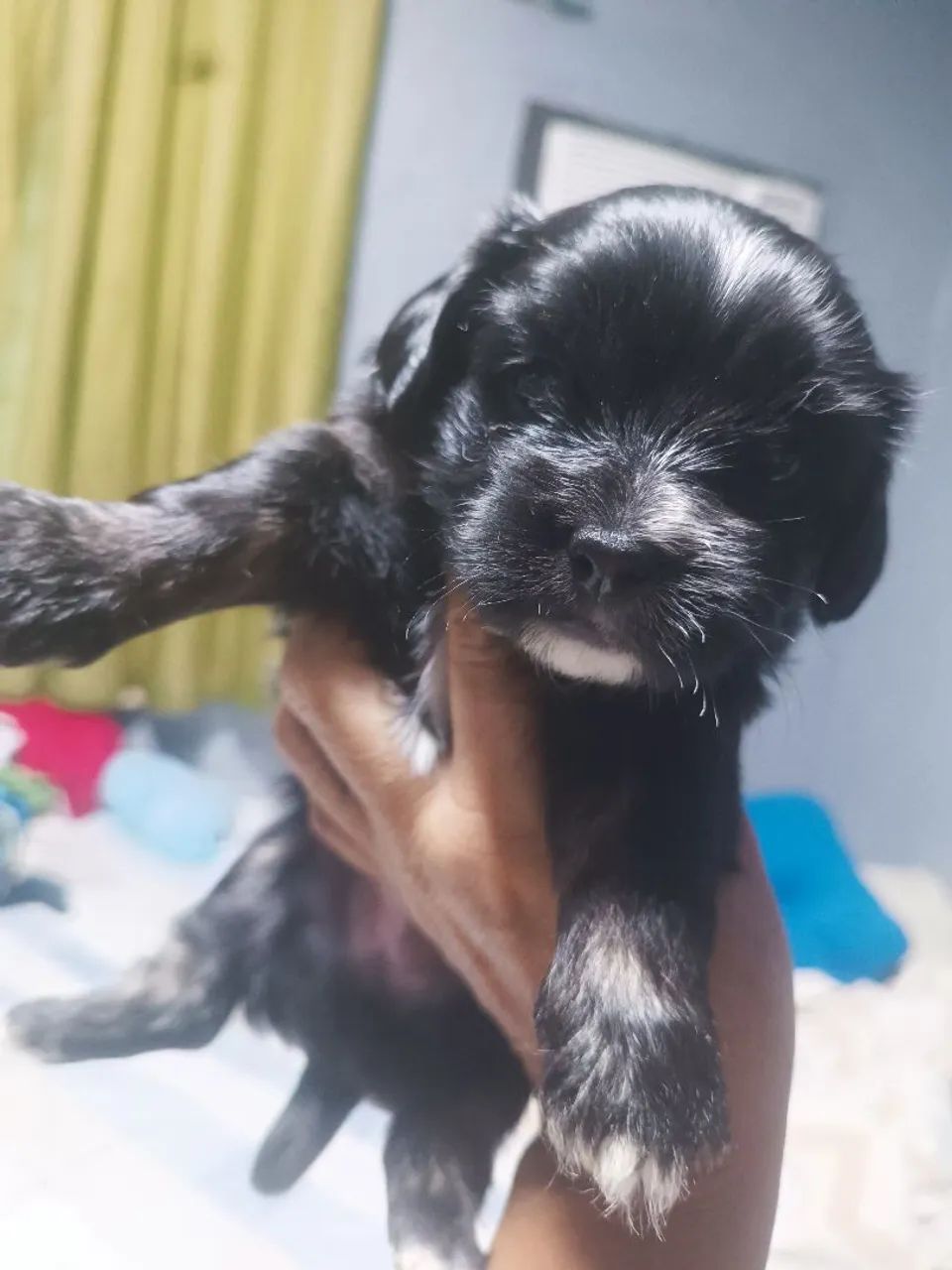 Filhote de lhasa apso - Foto 3