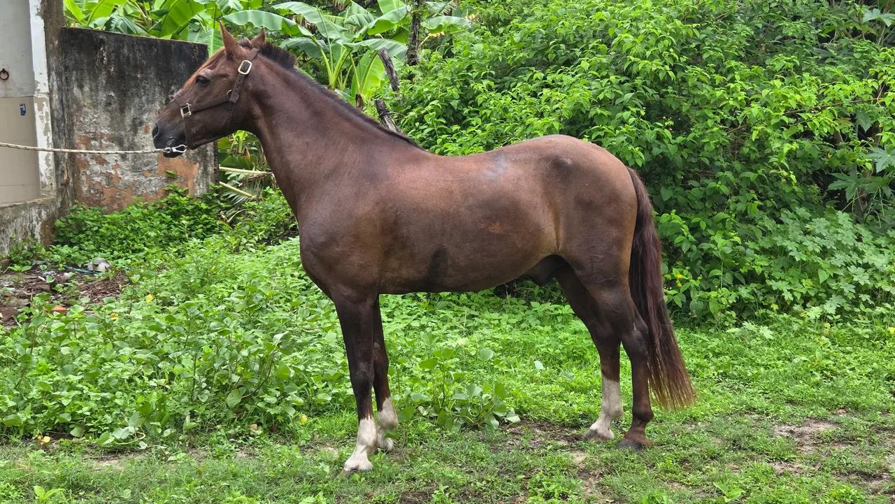 Cavalos e Éguas Mangalarcha Marchador  - Foto 3
