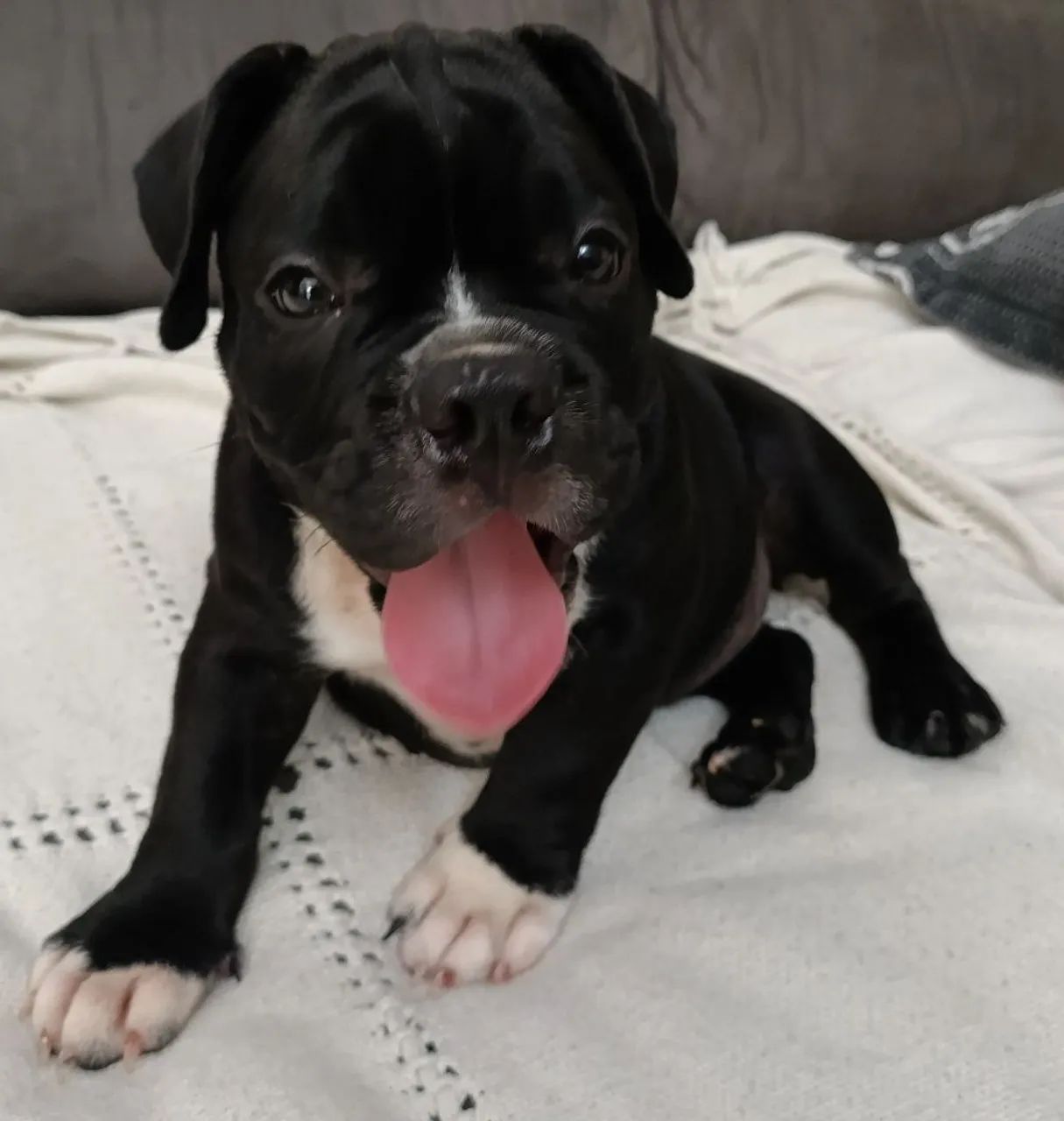 Filhotes American bully micro  - Foto 3